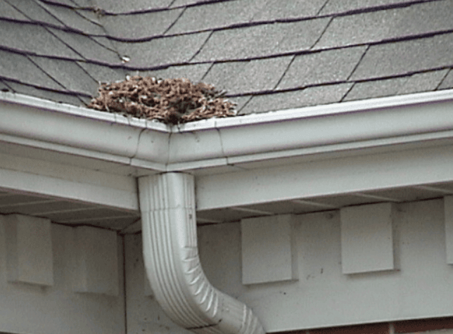 Dak reiniging Limburg